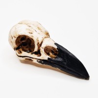 Значок "Череп ворона с черным клювом" белый 5 см